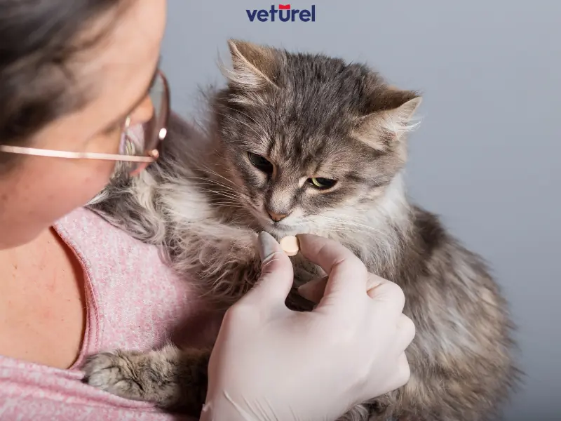 kediye hap nasıl yutturulur