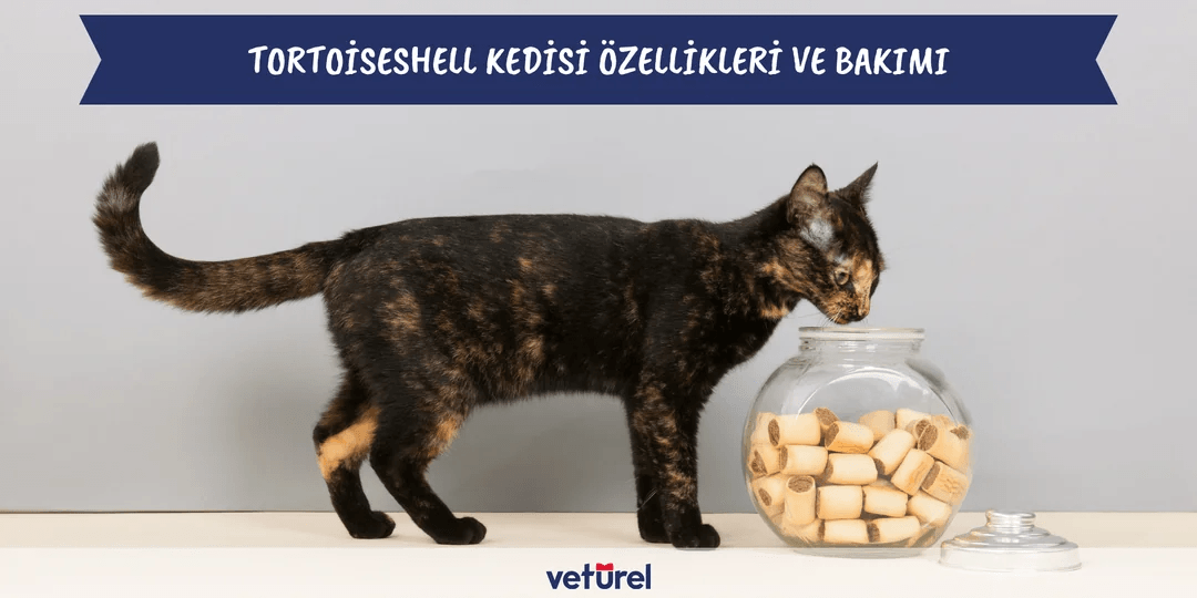 Tortoiseshell Kedi Özellikleri ve Bakımı