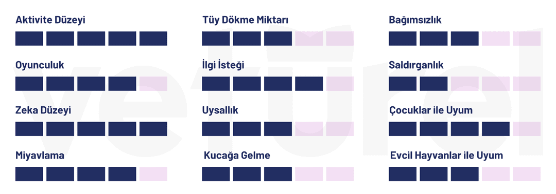 mısır mausu