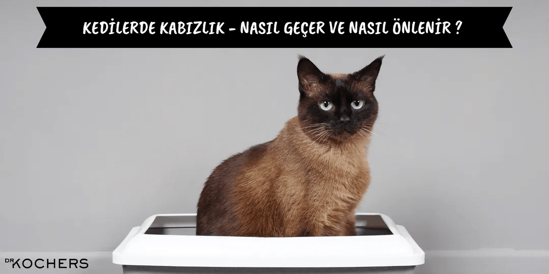 Kedilerde Kabızlık Nasıl Geçer ?