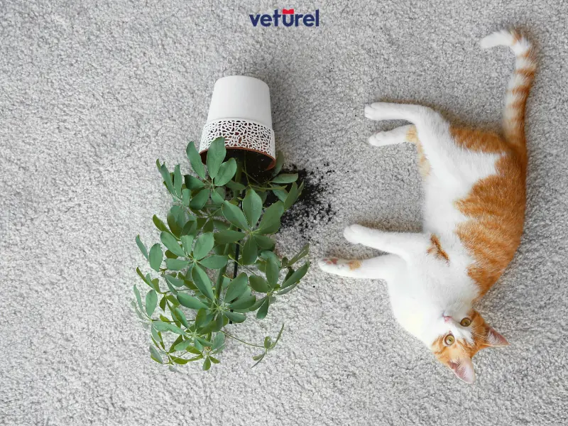 kediler için zehirli bitkiler