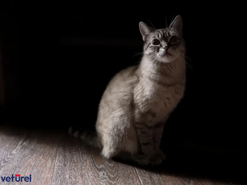 kediler karanlıkta kumu bulabilir mi