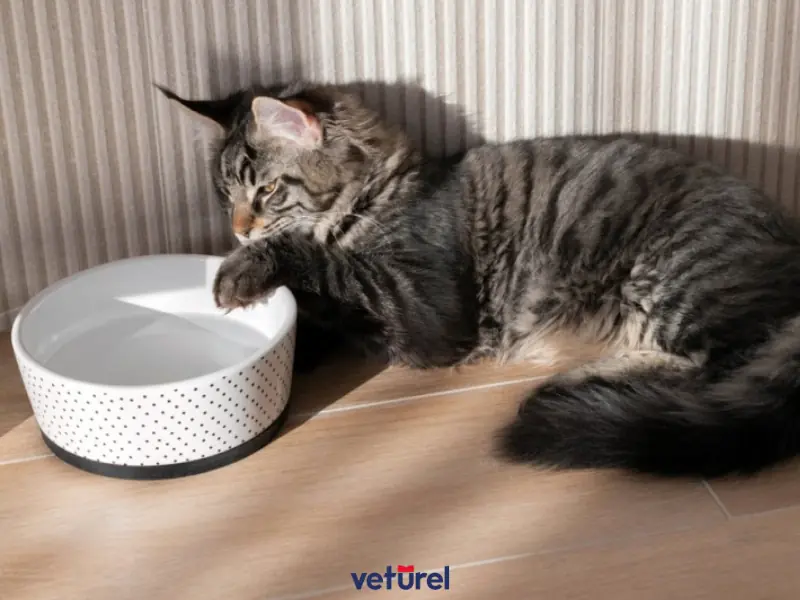 kediniz su içerken patilerini neden suya batırıyor