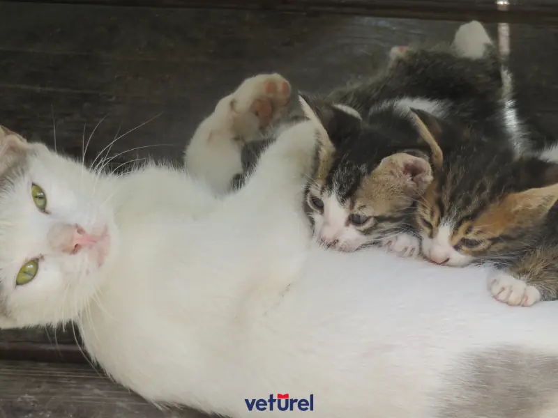 kedilerde süt yapan yiyecekler