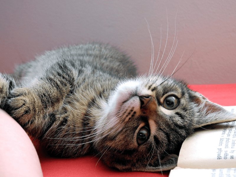 popüler kedi isimleri 