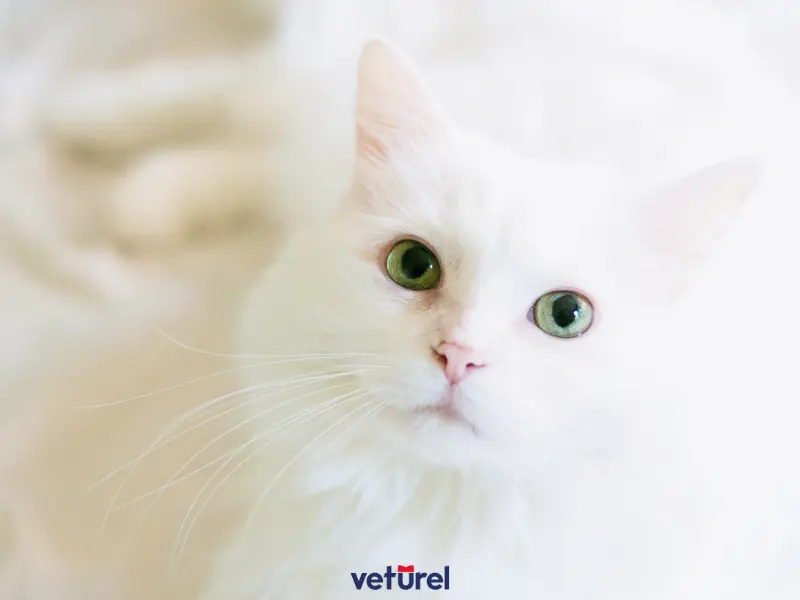 kediniz dünyayı nasıl görüyor 