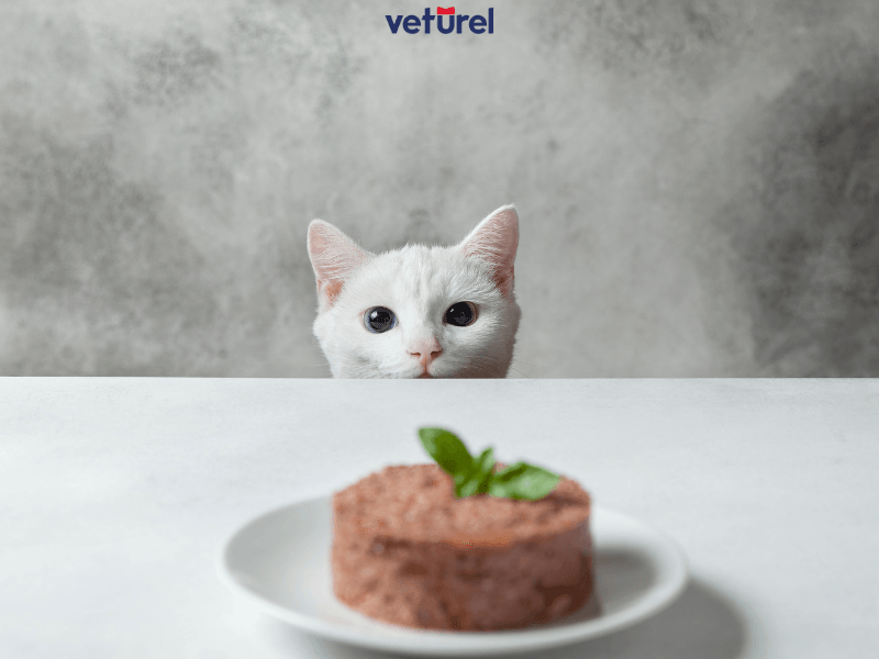 kedilere yaş mama ne kadar verilmeli 