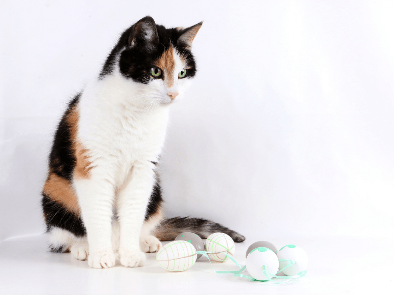 kedi isim önerileri 