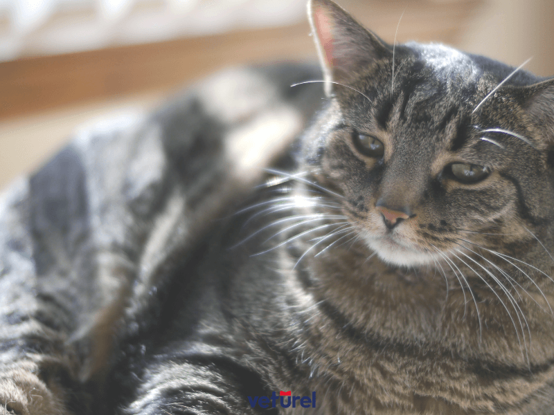 insanlardan kedilere grip bulaşır mı