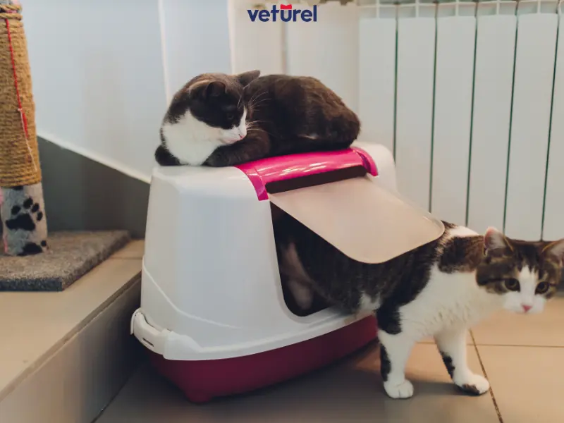 iki kedi aynı tuvaleti kullanabilir mi