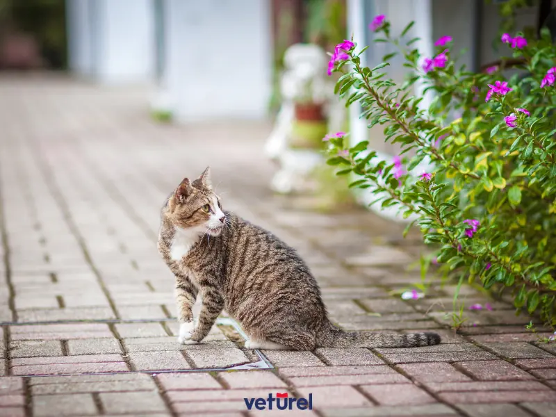 Kaybolan Kedi Evini Bulabilir Mi ?