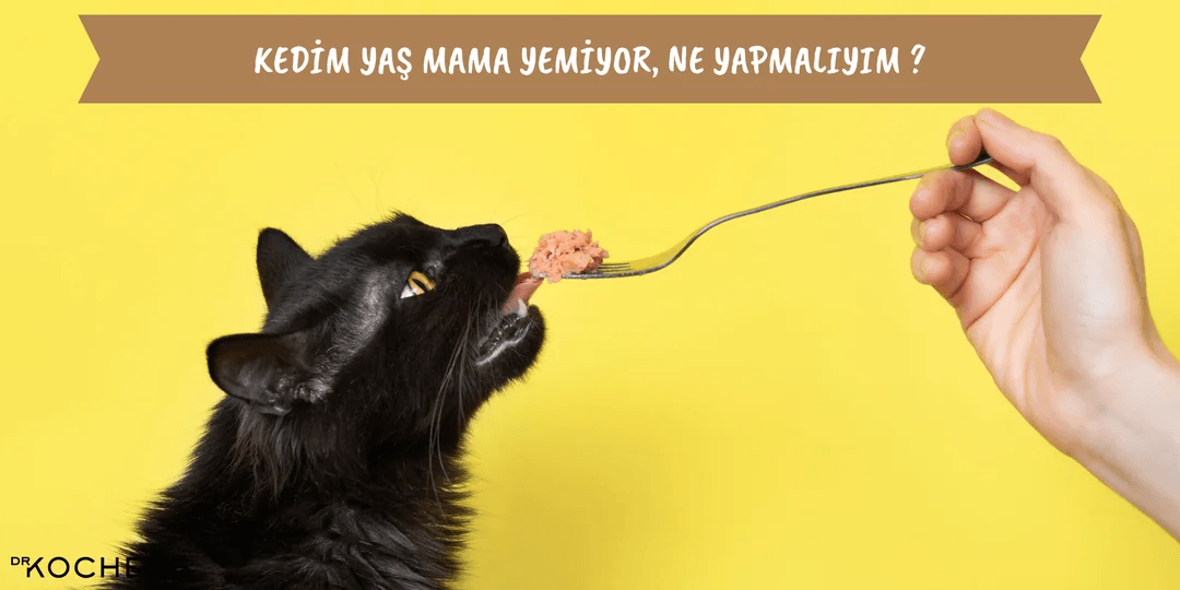 Kedim Yaş Mama Yemiyor Ne Yapmalıyım ?