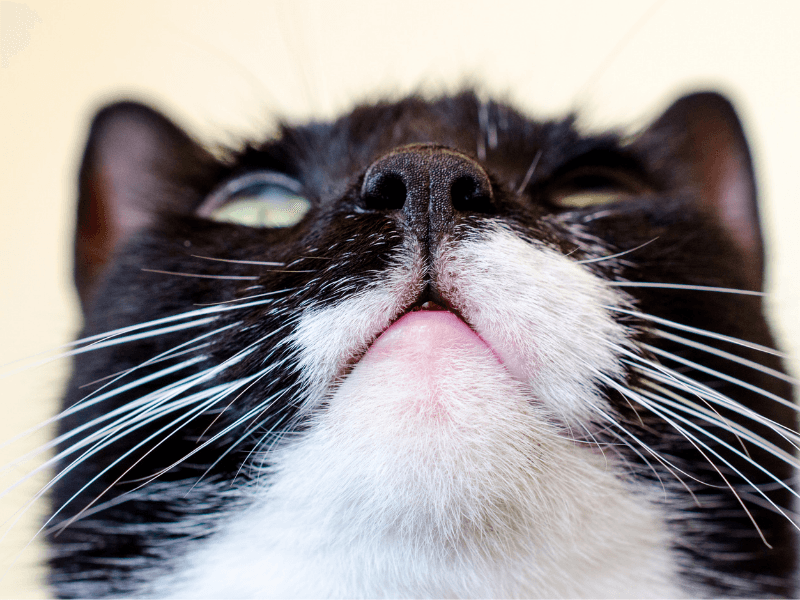 kedi bıyığı ne işe yarar