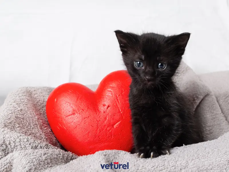 kedilerde kalp kurdu 