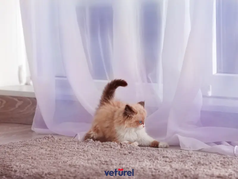 kedim perdeleri yırtıyor