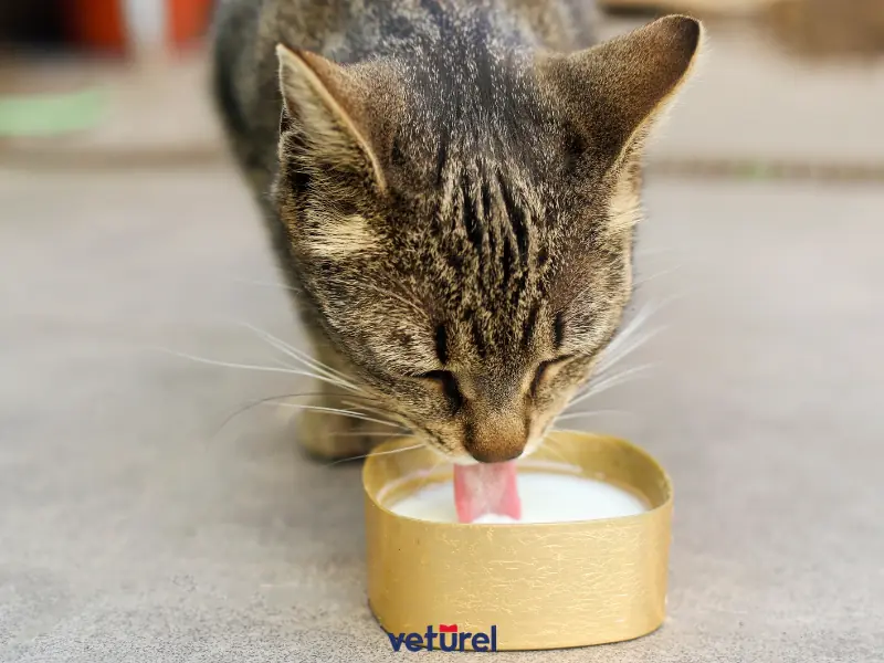 kedilere kefir verilir mi 