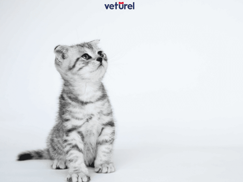 yavru kedilerin karnı neden şişer
