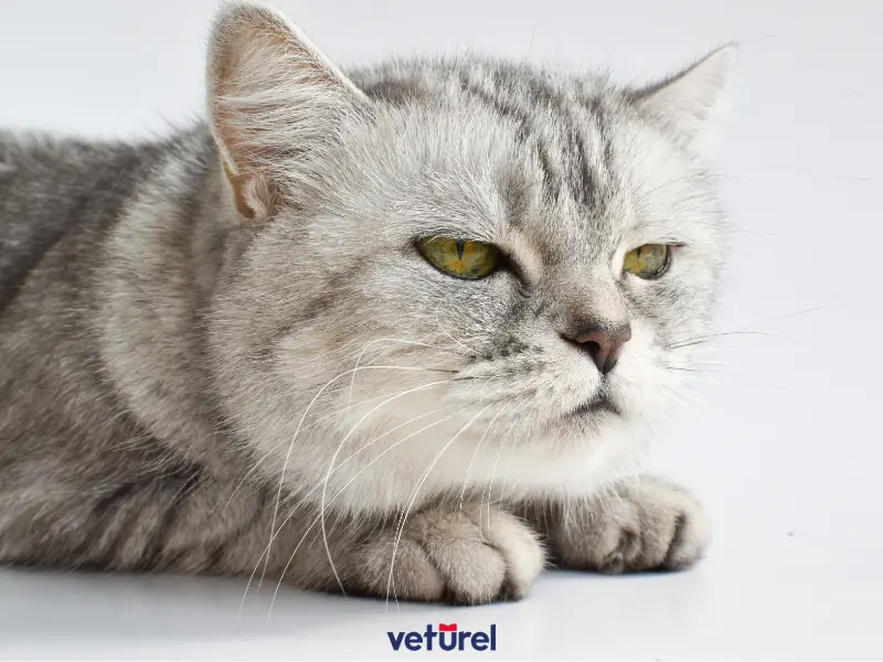 kedilerde b vitamini eksikliği belirtileri