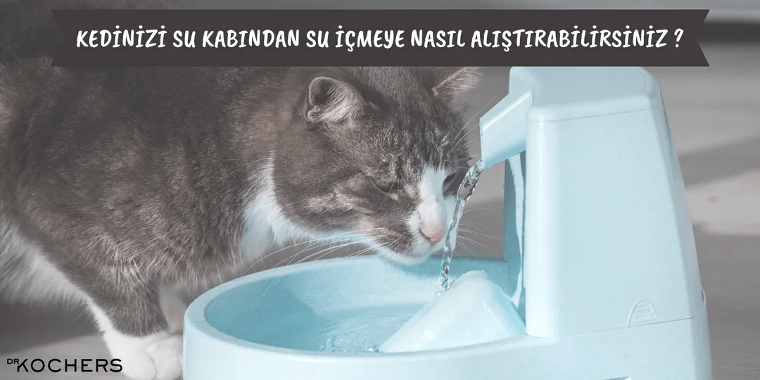 Kedinizi Su Kabından Su İçmeye Nasıl Alıştırabilirsiniz ?