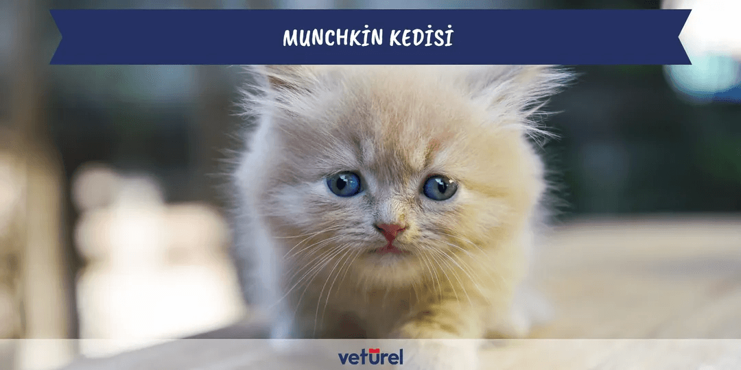 Munchkin Kedisi Özellikleri ve Bakımı