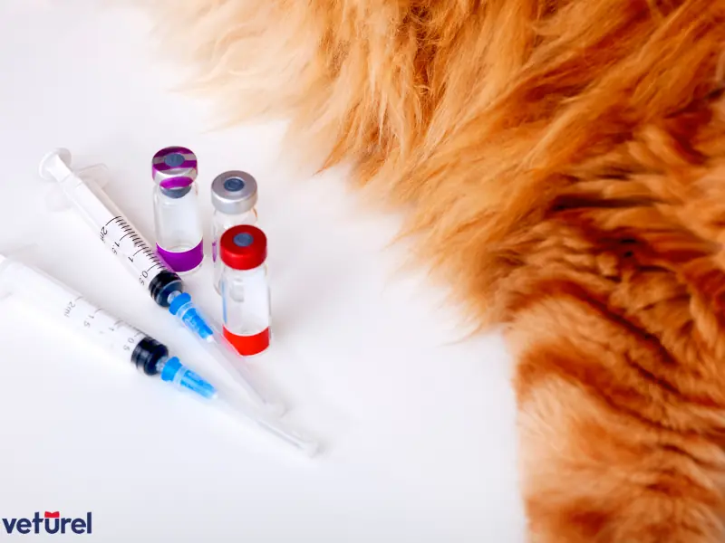 kedi lösemi aşısı