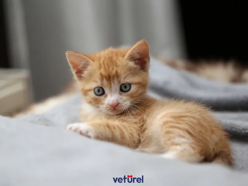 yavru kedilerin gözleri ne zaman açılır