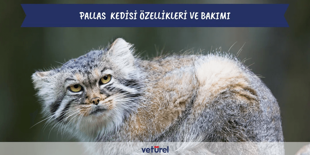 Pallas Kedisi Özellikleri ve Bakımı