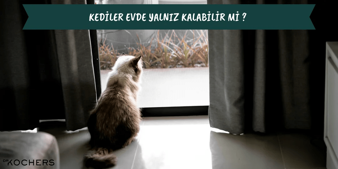 Kediler Evde Yalnız Kalabilir Mi ?