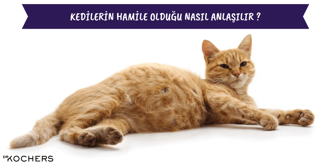 Kedilerin Hamile Olduğu Nasıl Anlaşılır ?