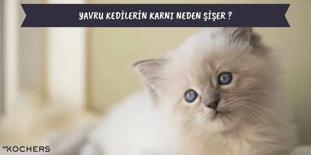 Yavru Kedilerin Karnı Neden Şişer ?