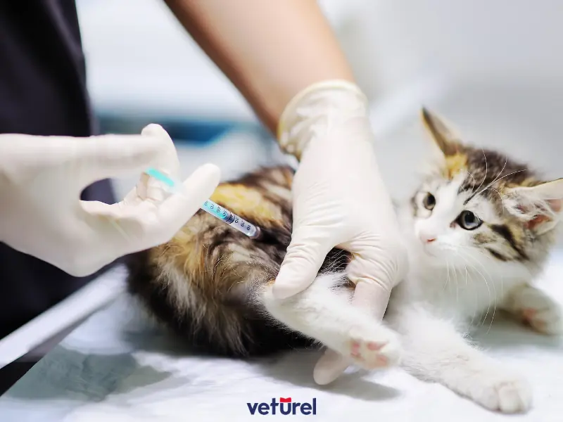 kedilerde idrar yolu enfeksiyonu