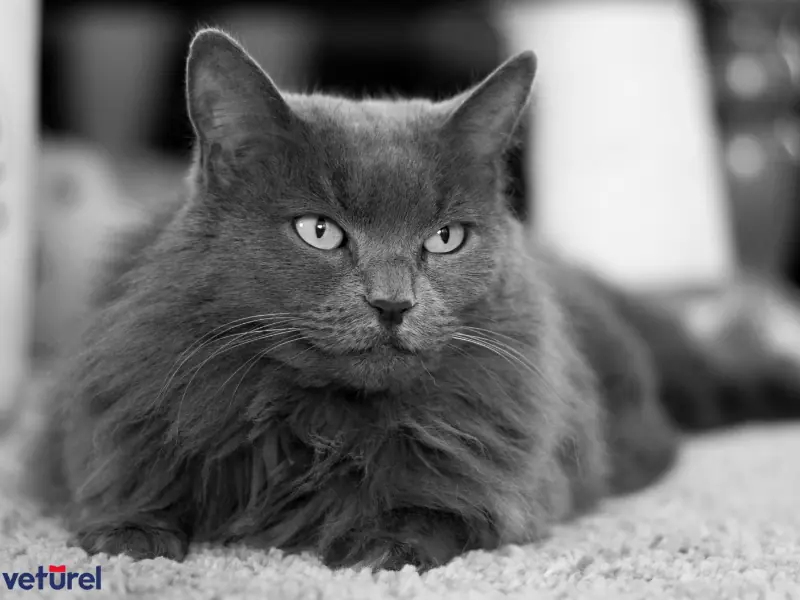 nebelung