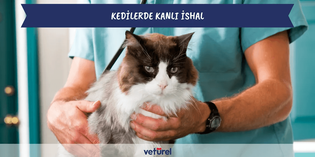 Kedilerde Kanlı İshal