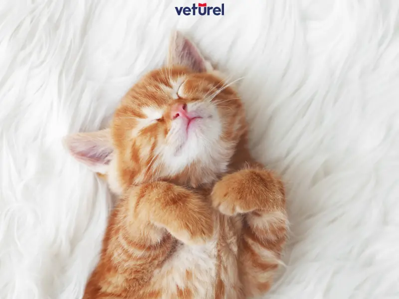 sarman kediler hakkında