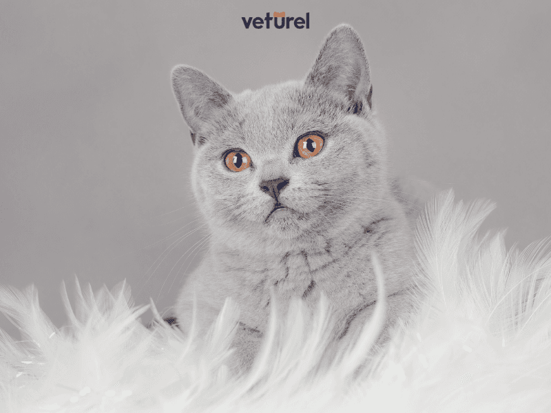 british yavru kedi