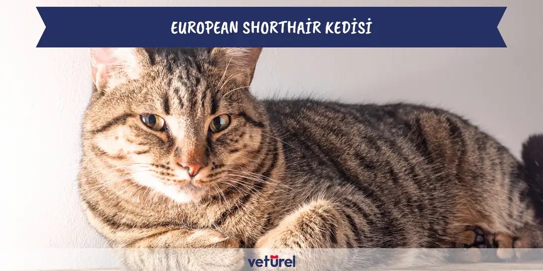 european shorthair