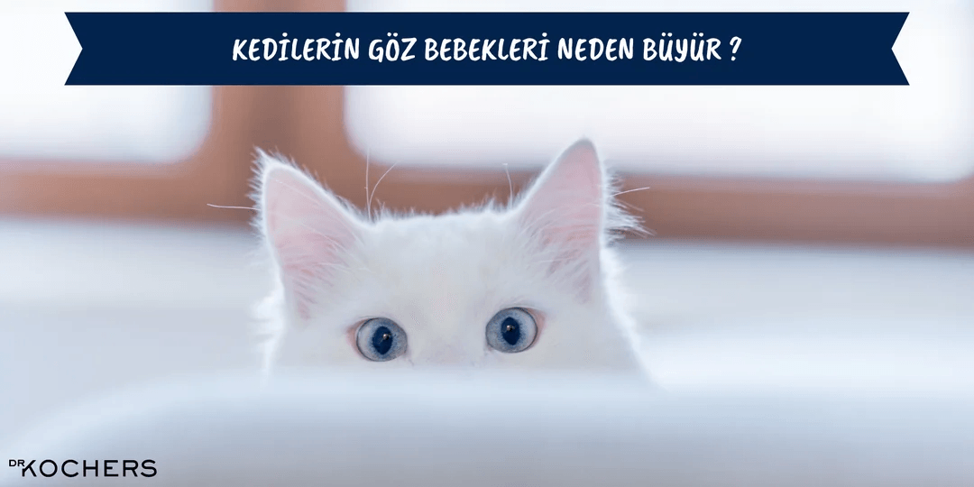 Kedilerin Göz Bebekleri Neden Büyür ?
