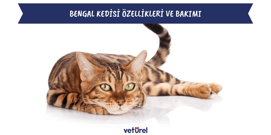 Bengal Kedisi Özellikleri ve Bakımı