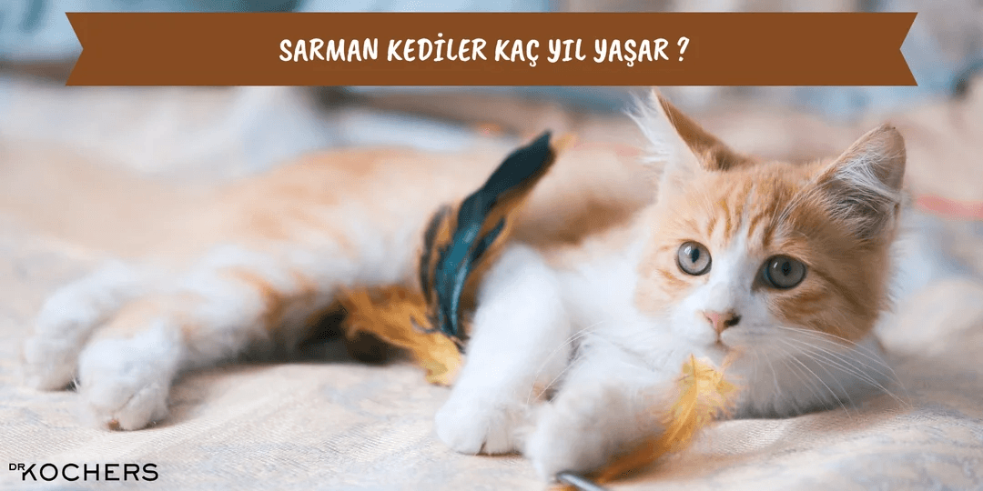 Sarman Kediler Kaç Yıl Yaşar?