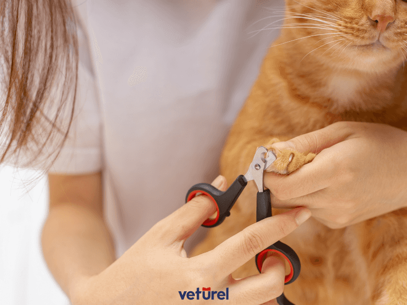 kedi tırnağı nasıl kesilir ?
