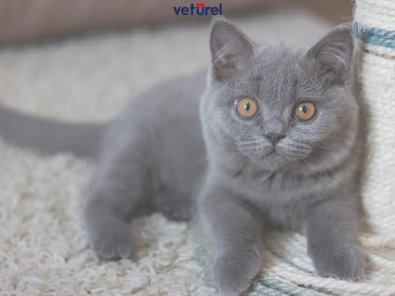 british shorthair kedilerde eklem ağrısı