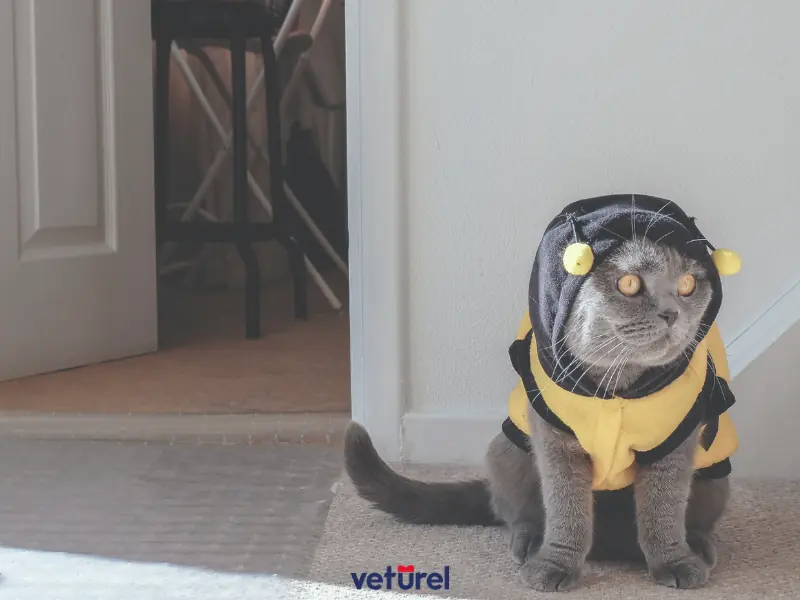 kedilerde arı sokması