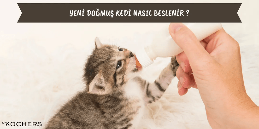 Yeni Doğmuş Kedi Nasıl Beslenir ?