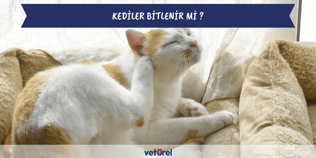 Kediler Bitlenir Mi ? Kedi Biti İnsana Geçer Mi ?
