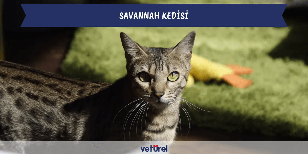 Savannah Kedisi Özellikleri ve Bakımı