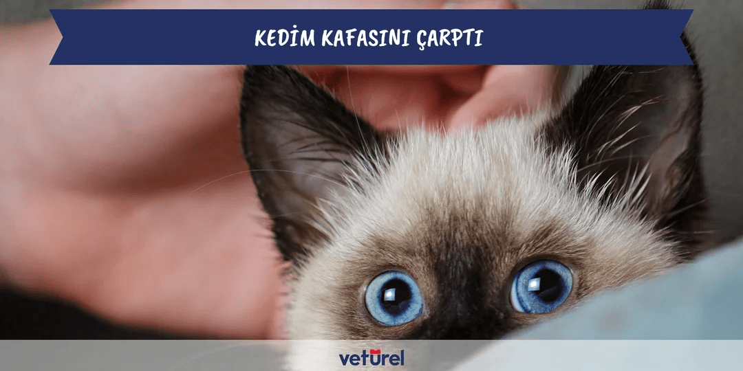 Kedim Kafasını Çarptı