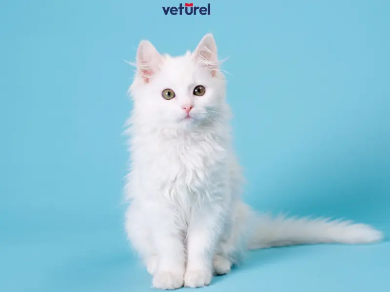 kediler ne renk görür