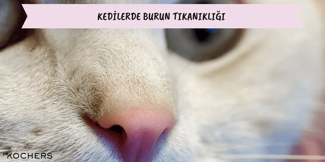 Kedilerde Burun Tıkanıklığı