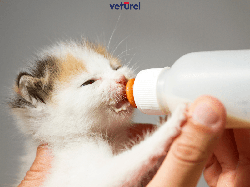 yeni doğmuş kedi nasıl beslenir