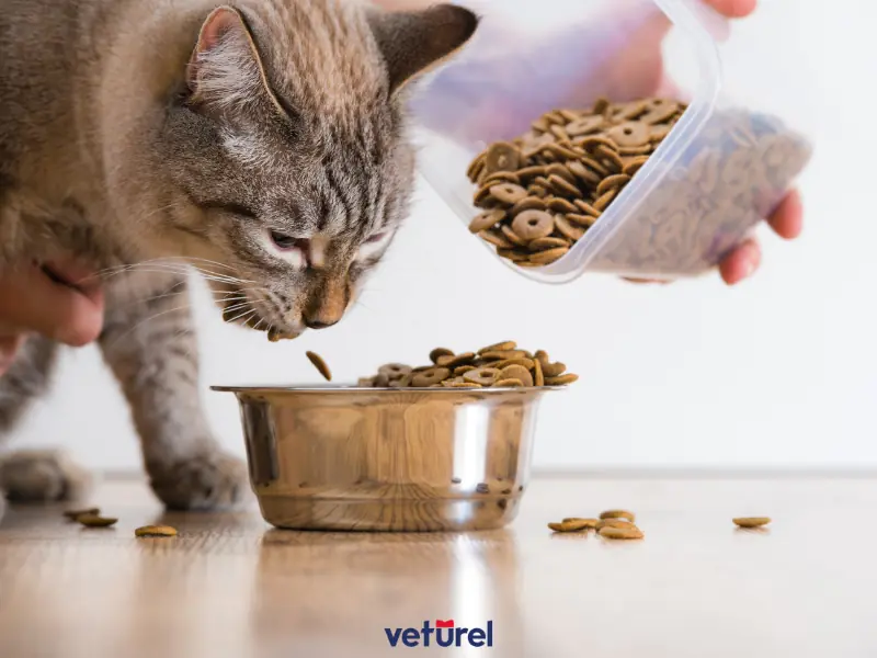 kedi sağlığında vitaminlerin önemi